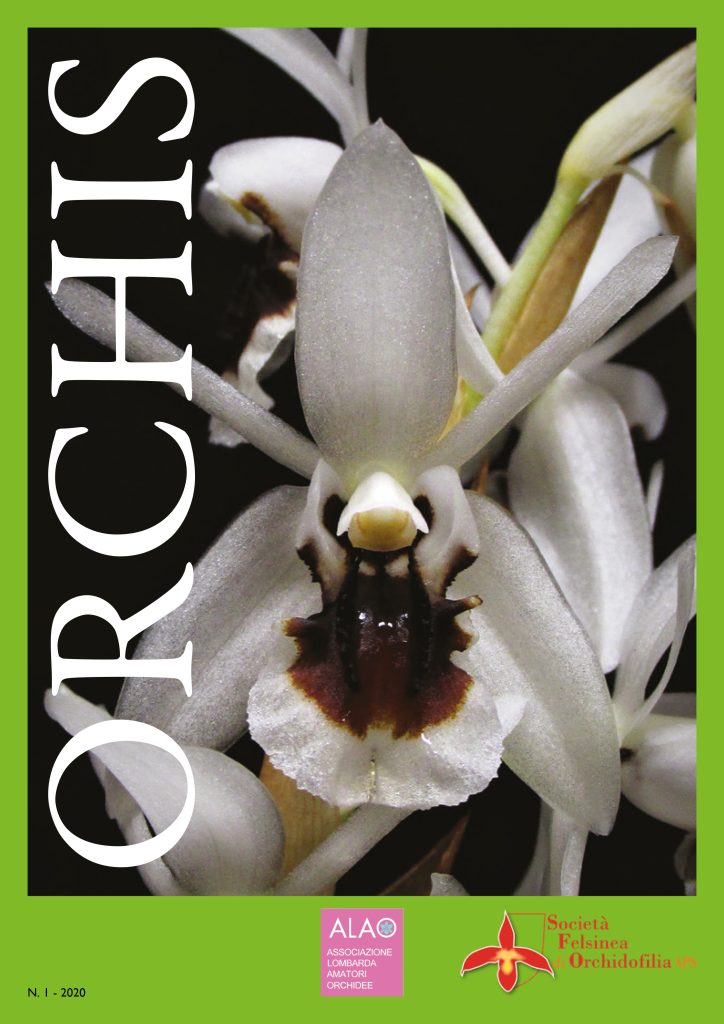 ORCHIS_1_2020
