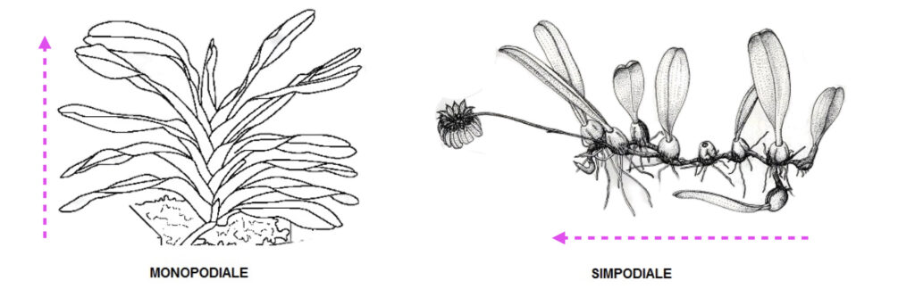 Differenza tra orchidea monopodiale e simpodiale