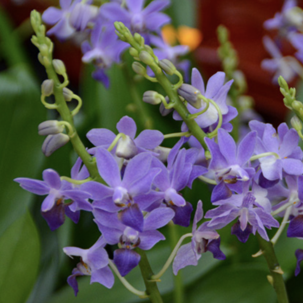 Phalaenopsis Purple Gem ‘Aida’