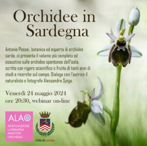Orchidee in Sardegna