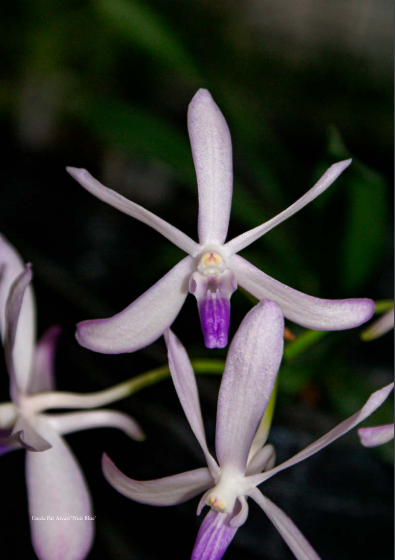 Vanda Pat Arcari ‘Nuit Blue’ (fiore) - Orchis 2023 n.2 p.51