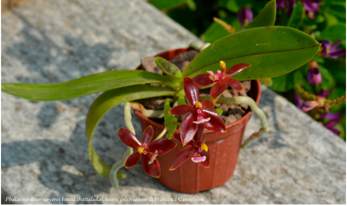 Phalaenopsis cornu-cervi forma chattaladae