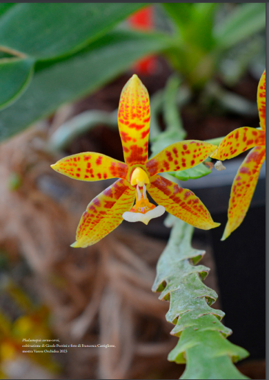 Phalaenopsis cornu-cervi