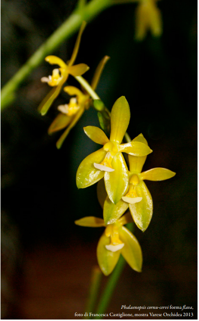 phalaenopsis cornu-cervi forma flava