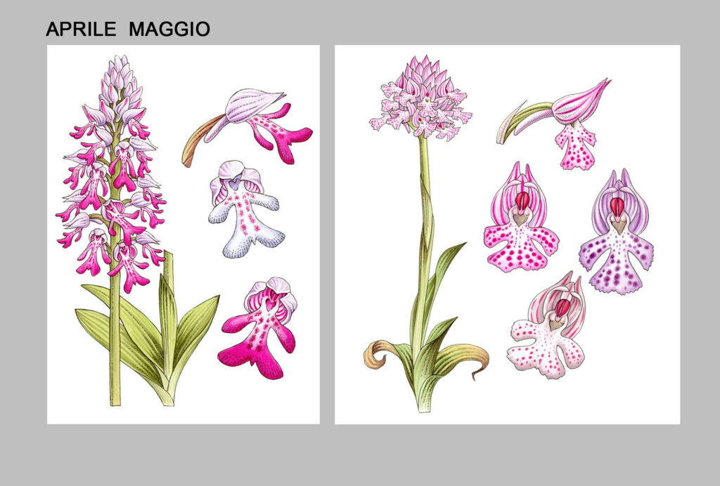 Orchidee spontanee che fioriscono tra aprile e maggo