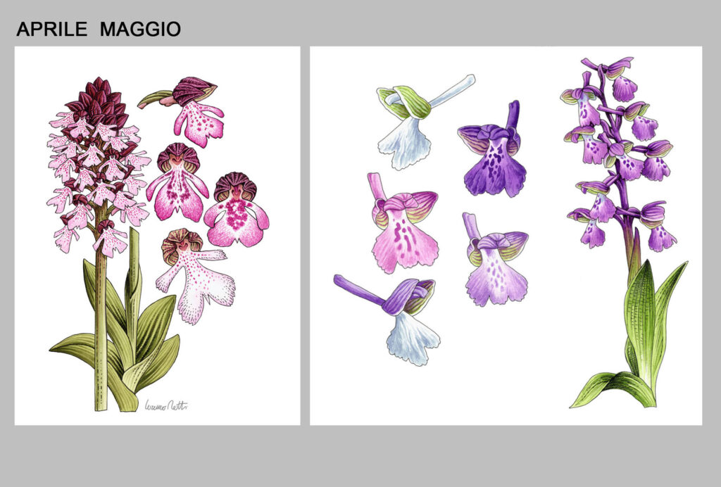 Orchidee spontanee che fioriscono tra aprile e maggo