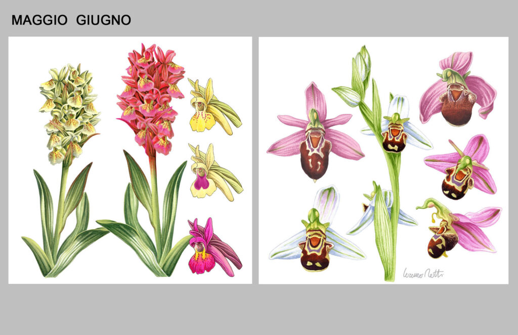 Orchidee spontanee che fioriscono tra maggio e giugno in Piemonte