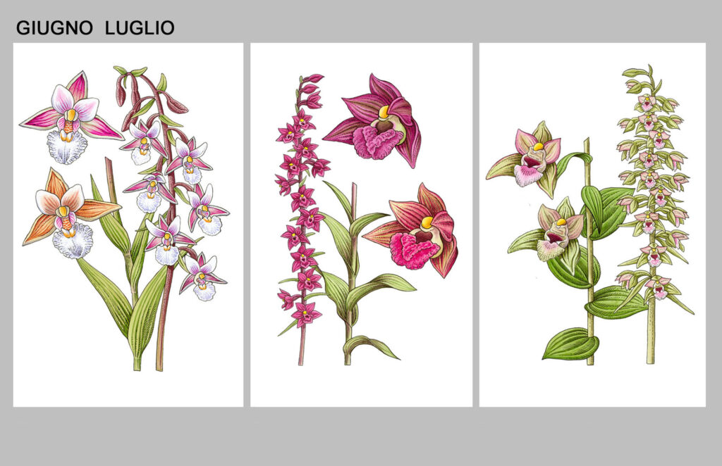 Orchidee spontanee che fioriscono tra maggio e giugno in Piemonte