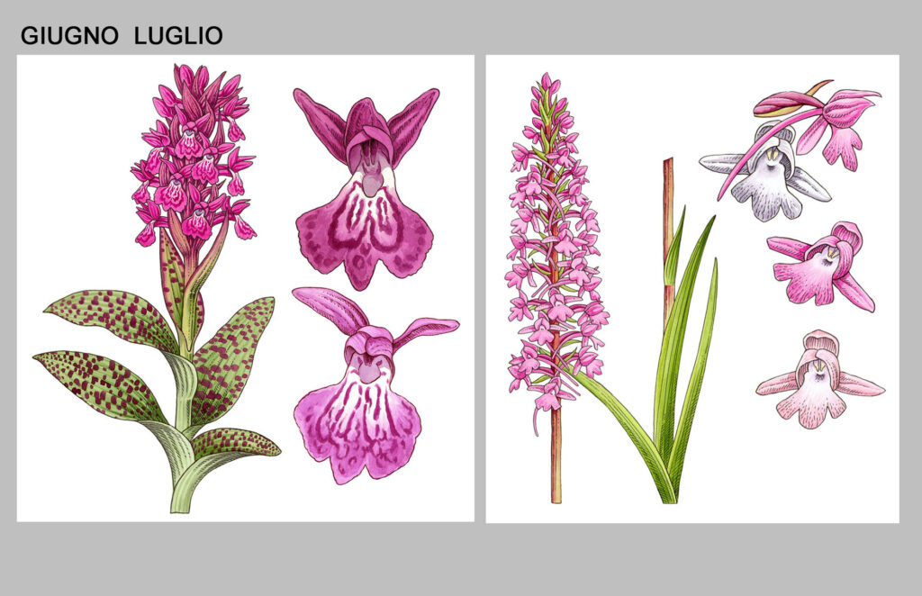 Orchidee spontanee che fioriscono tra maggio e giugno in Piemonte