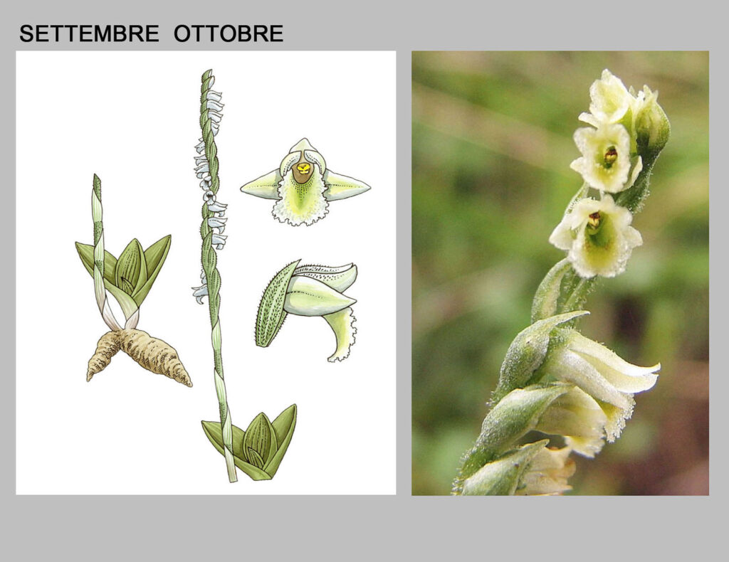 Orchidee spontanee che fioriscono tra settembre e ottobre