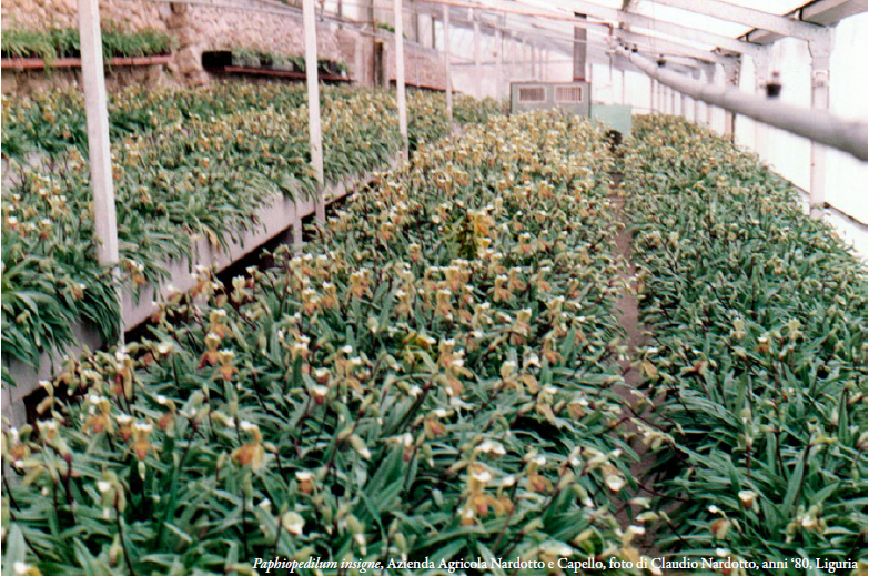 Paphiopedilum insigne Azienda Agricola Nardotto e Capello Foto di Claudio Nardotto anni '80 Liguria