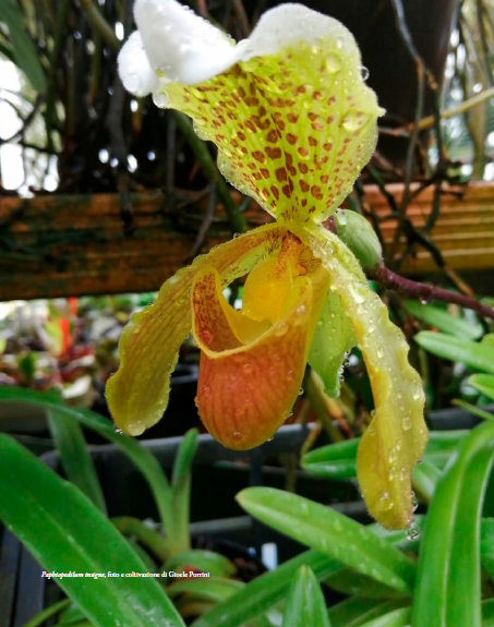 Paphiopedilum insigne foto e coltivazione di Gioele Porrini