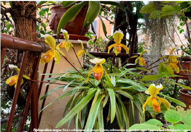 Phapiopedilum Insigne Foto e coltivazione di Jacopo Calevo Coltivazione in giardino tutto l'anno a Santa Margherita Ligure