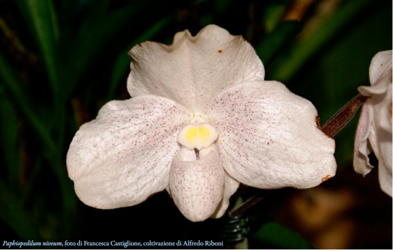 2023 Paphiopedilum niveum Foto di Francesca Castiglione Coltivazione di Alfredo Riboni