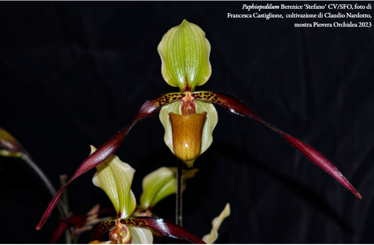 Paphiopedilum Berenice Stefano