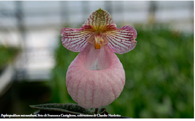 Paphiopedilum micranthum, foto di Francesca Castiglione, coltivazione di Claudio Nardotto