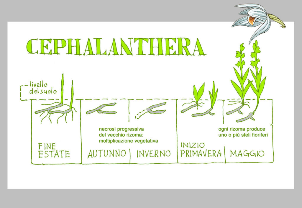 CICLO ANNUALE DELLE ORCHIDEE: Cephalanthera