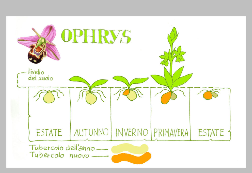 CICLO ANNUALE DELLE ORCHIDEE: Ophrys