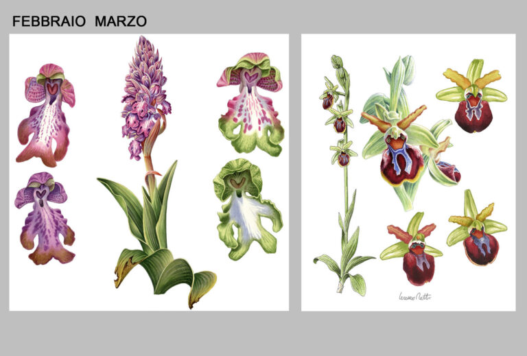 Orchidee spontanee che fioriscono tra febbraio e marzo in Piemonte