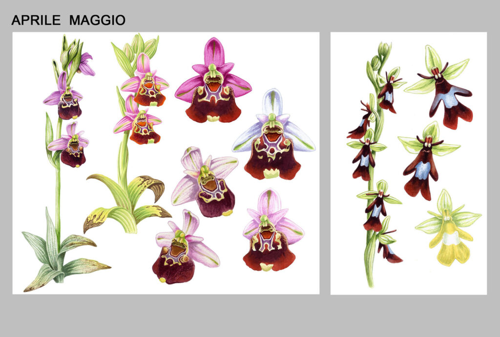 Orchidee spontanee che fioriscono tra aprile e maggo