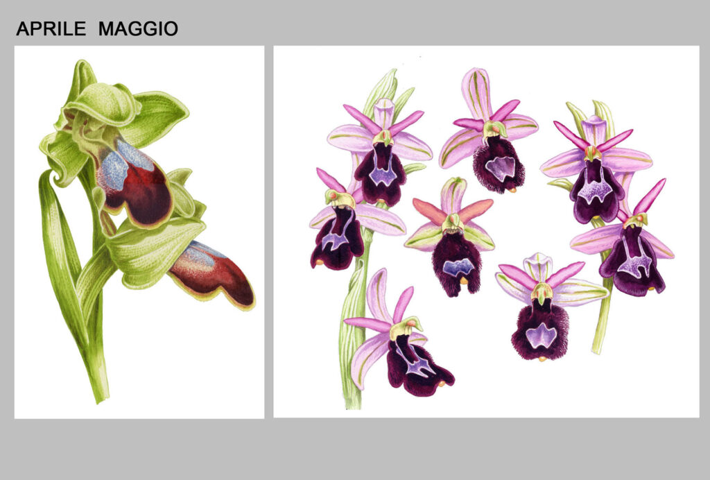 Orchidee spontanee che fioriscono tra aprile e maggo