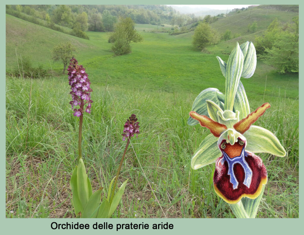 Le orchidee delle praterie aride