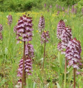 Da dicembre a ottobre, la lunga stagione delle fioriture delle orchide spontanee