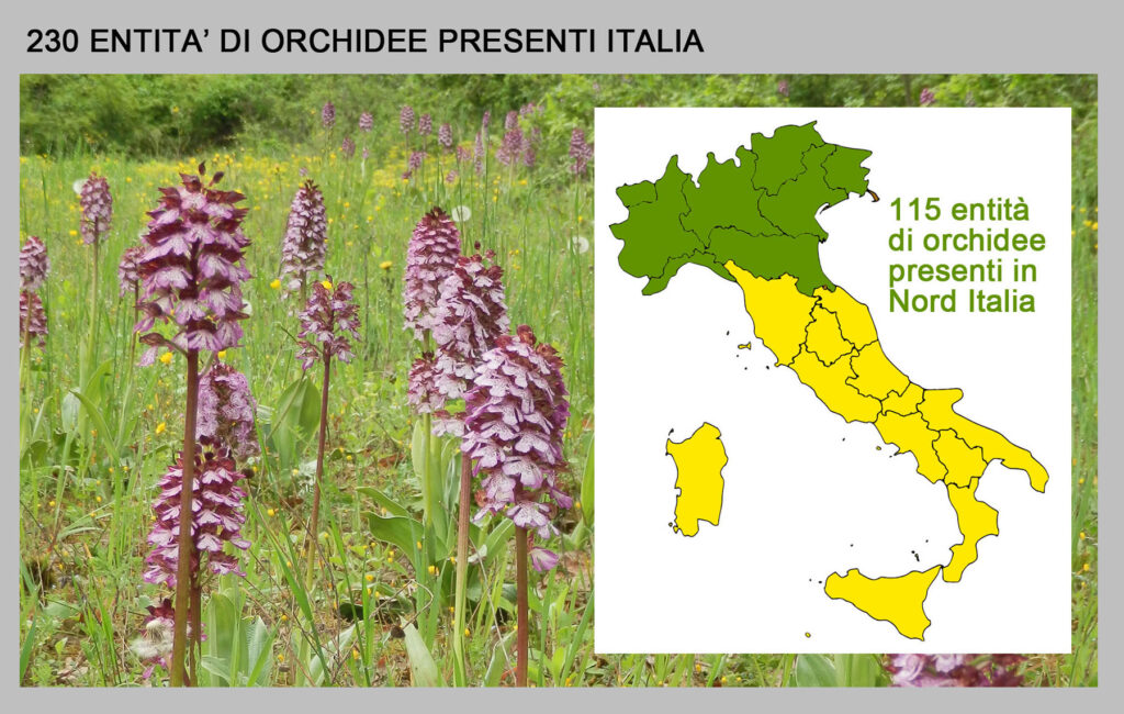 230 entità di orchidee presenti in Italia