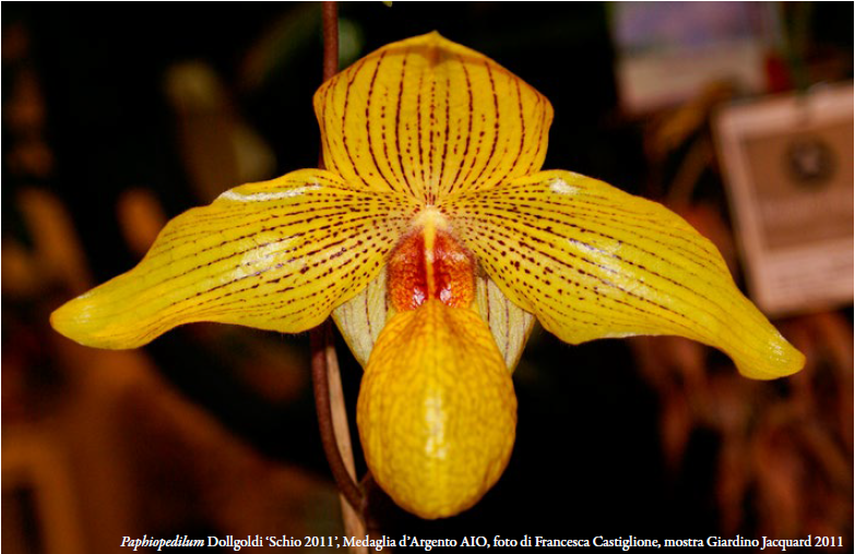 Paphiopedilum-Dollgoldi-‘Schio-2011-Medaglia-dArgento-AIO-foto-di-Francesca-Castiglione-mostra-Giardino-Jacquard-2011-p104