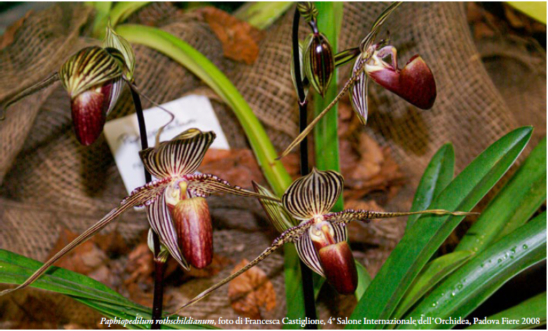 Paphiopedilum-rothschildianum_foto-di-Francesca-Castiglione-4°Salone-Internazionale-dellOrchidea-Padova-Fiere-2008 ORCHIS n. speciale 2023 p.124