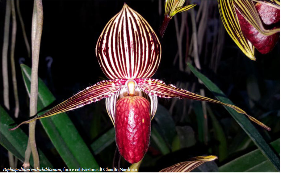 Paphiopedilum rothschildianum, foto e coltivazione di Claudio Nardotto Orchis Numero speciale 2023 p.126