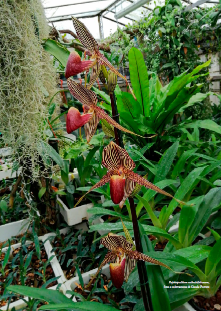 3. Paphiopedilum rothschildianum, foto e coltivazione di Gioele Porrini - Orchis Numero speciale 2023 p.125