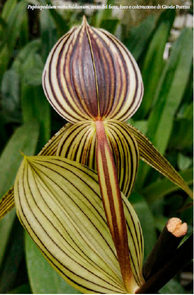 5. Paphiopedilum rothschildianum, retro del fiore, foto e coltivazione di Gioele Porrini Orchis Numero speciale 2023 p.127