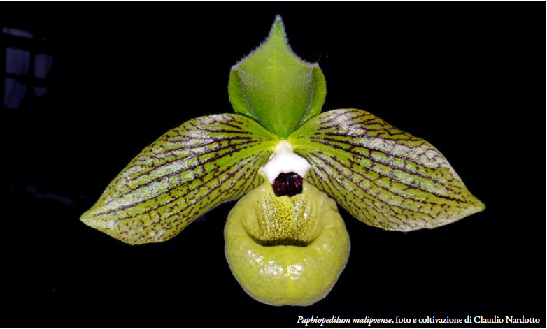 Paphiopedilum malipoense Foto e coltivazione di Claudio Nardotto