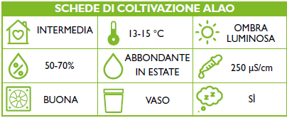 Scheda Coltivazione Paphiopedilum malipoense Schema Orchis n. speciale 2023 p100