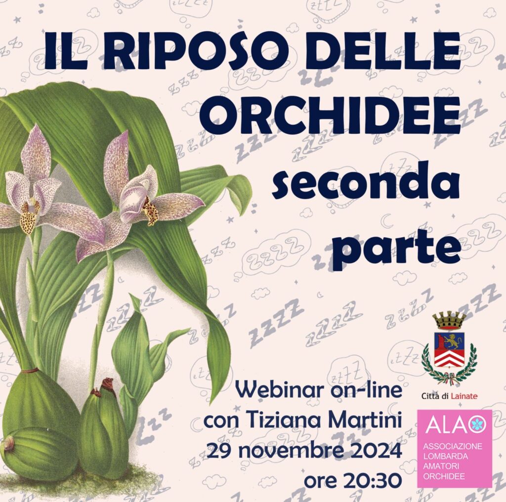 Il riposo delle orchidee