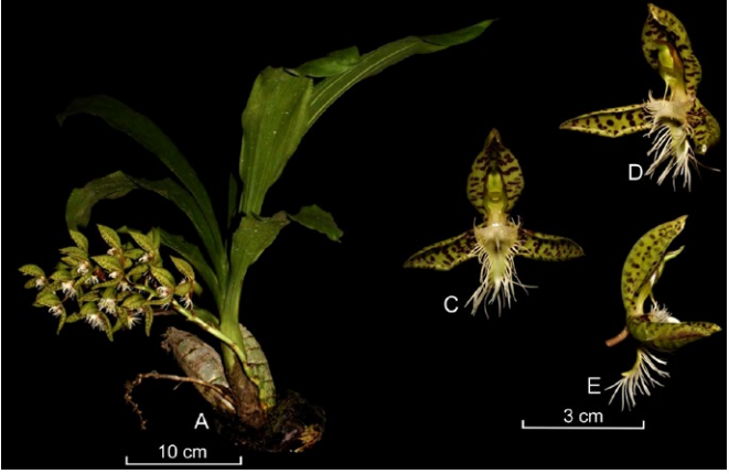 Catasetum tavaresii Foto 1 Orchis n 2 2024 p.100