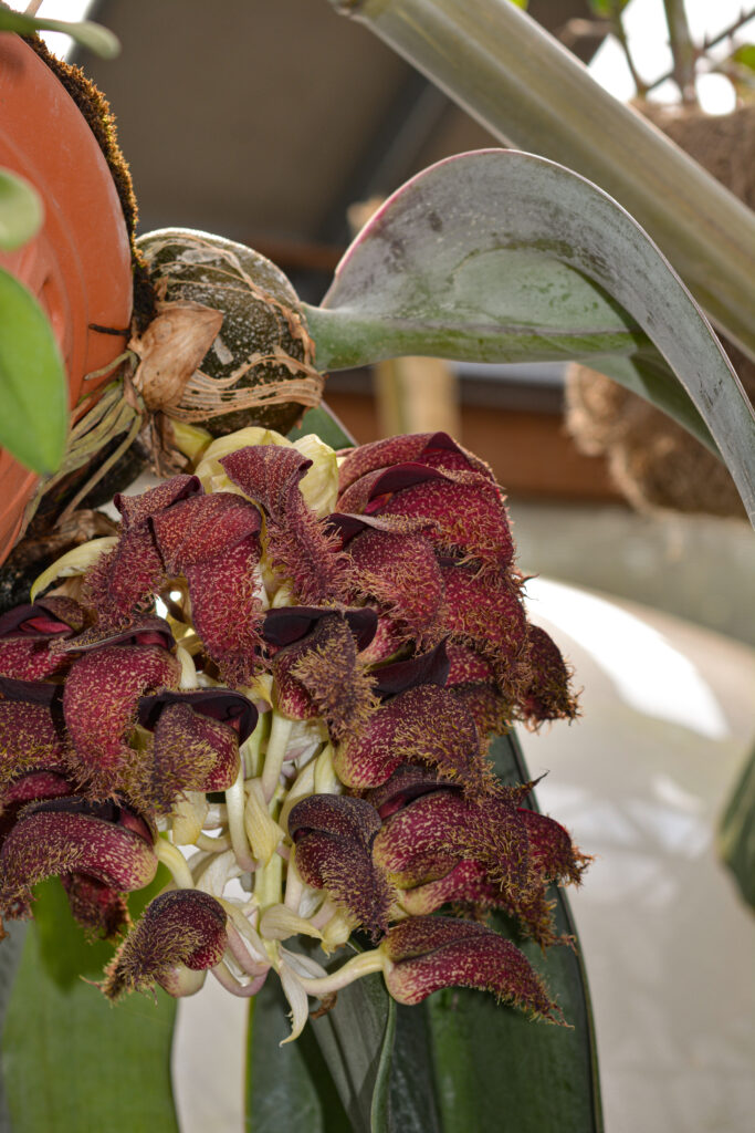 Bulbophyllum phalaenopsis, Migliore Orchidea della mostra Varese Orchidea 2023, foto di Francesca Castiglione e coltivazione di Il Sughereto