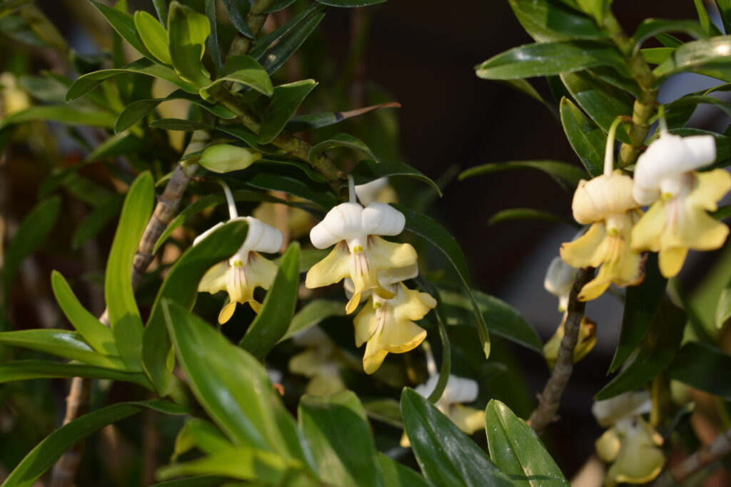 Dendrobium uniflorum, coltivazione di Il Sughereto, foto di Francesca Castiglione, mostra Varese Orchidea 2023