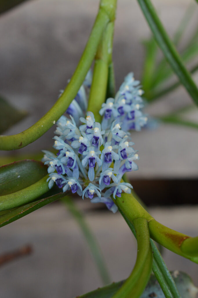 Cleisocentron gokusingii, coltivazione di Orchidee del Lago Maggiore, foto di Francesca Castiglione, mostra Varese Orchidea 2023