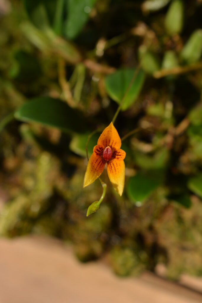 Bulbophyllum pardolatum, coltivazione di Orchidee del Lago Maggiore, foto di Francesca Castiglione, mostra Varese Orchidea 2023