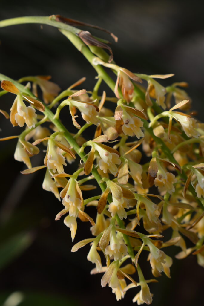 Epidendrum polyanthum, foto di Francesca Castiglione, coltivazione di Varesina Orchidee, mostra Varese Orchidea 2023