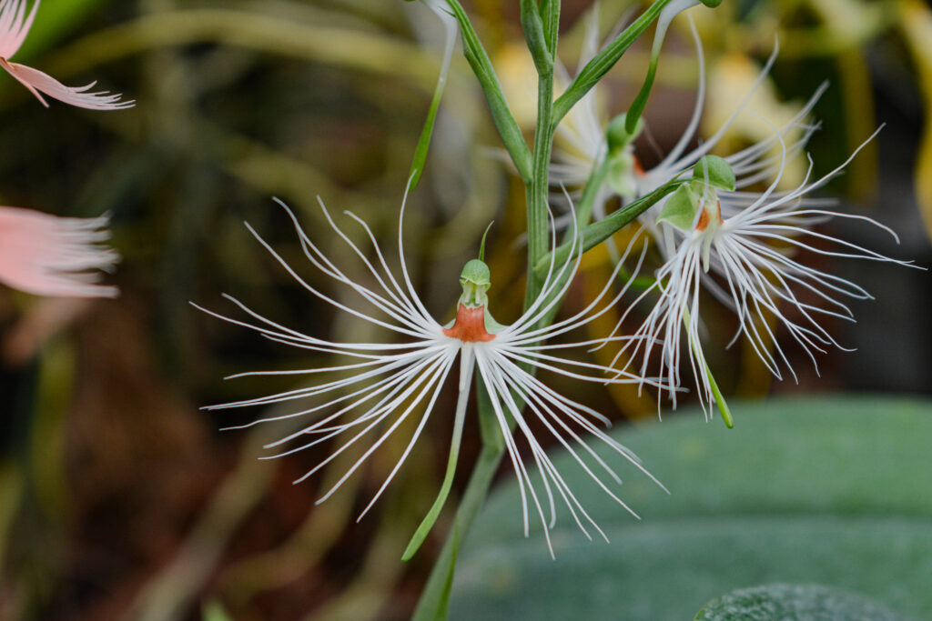 Habenaria medusae, coltivazione di Marco Malacarne, foto di Francesca Castiglione, mostra Varese Orchidea 2023