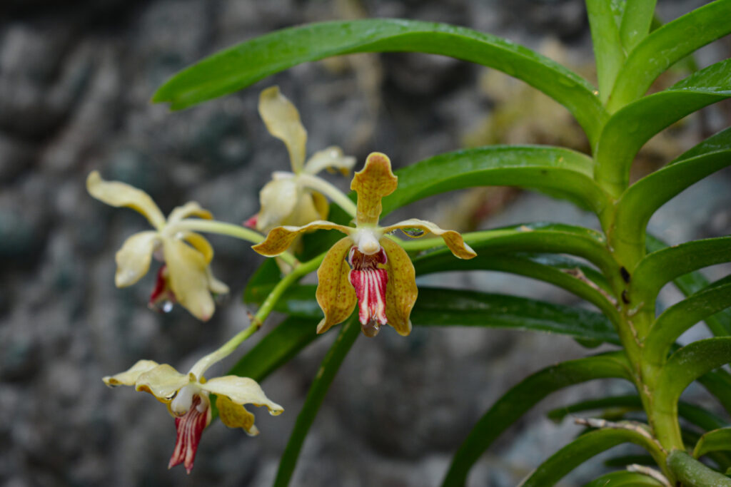 Vanda Lauren Gardiner, coltivazione di Marialuisa Bianchi, foto di Francesca Castiglione, mostra Varese Orchidea 2023