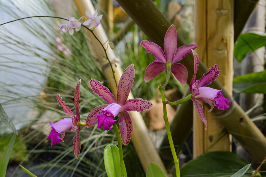 Cattleya guttata var. leopoldii, coltivazione di Varesina Orchidee, foto di Francesca Castiglione, mostra Varese Orchidea 2023