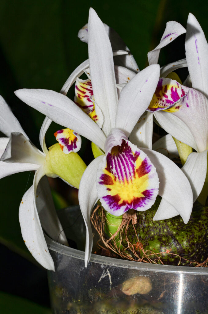 Pleione maculata, foto e coltivazione di Marco Malacarne. Alao, Orchis 2023