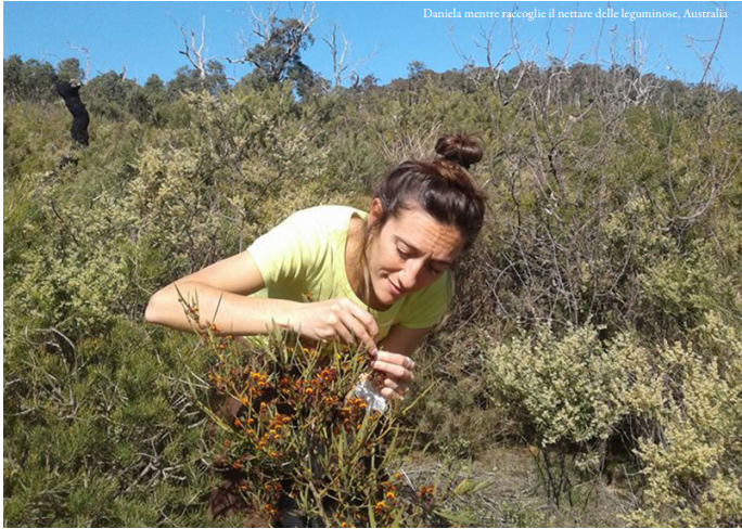 Daniela Scaccabarozzi mentre raccoglie il nettare delle leguminose, Australia Intervista Orchis n 1 2024 p94