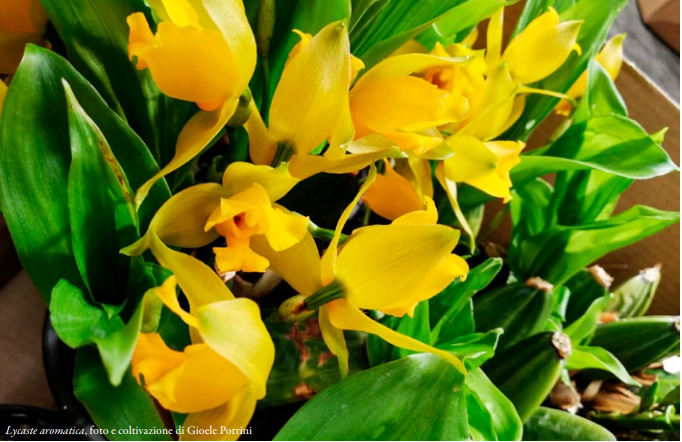 Lycaste aromatica, foto e coltivazione di Gioele Porrini ORCHIS NS 2022 p.66