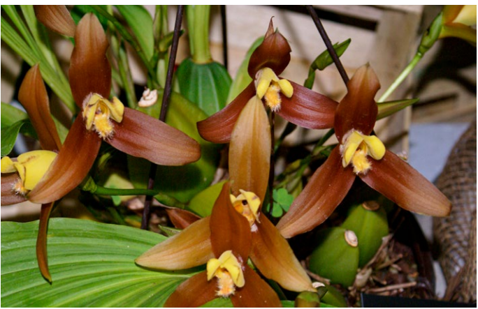 Lycaste lasioglossa ORCHIS speciale 2022 p.6