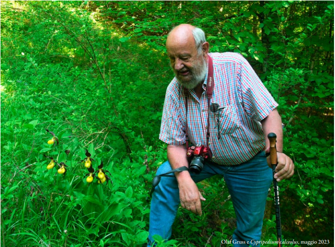 Olaf Gruss e Cypripedium calceolus, maggio 2023